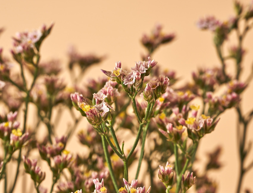 Gartencenter Kremer. Die Naturtalente | Strandflieder