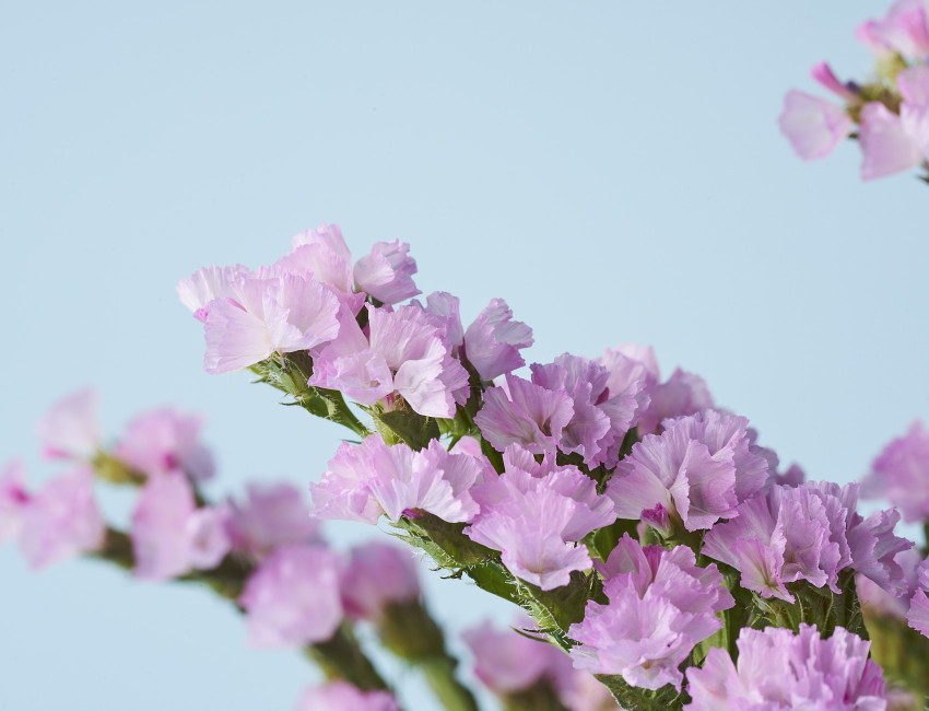 Gartencenter Kremer. Die Naturtalente | Strandflieder