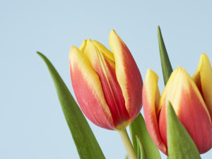 Gartencenter Kremer. Die Naturtalente | Tulpen