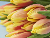 Gartencenter Kremer. Die Naturtalente | Tulpen