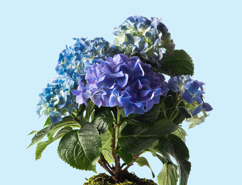 Gartencenter Kremer. Die Naturtalente | Bauernhortensie