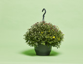 Gartencenter Kremer. Die Naturtalente | Chrysanthemen-Ampel "Skyfall Trio"