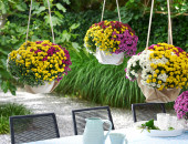 Gartencenter Kremer. Die Naturtalente | Chrysanthemen-Ampel "Skyfall Trio"
