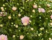 Gartencenter Kremer. Die Naturtalente | Chrysanthemen-Busch