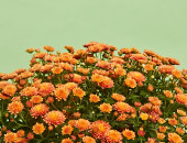 Gartencenter Kremer. Die Naturtalente | Chrysanthemen-Busch