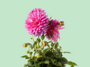 Gartencenter Kremer. Die Naturtalente | Dahlie
