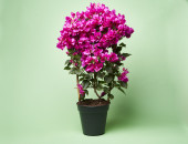 Gartencenter Kremer. Die Naturtalente | Drillingsblume