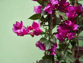 Gartencenter Kremer. Die Naturtalente | Drillingsblume