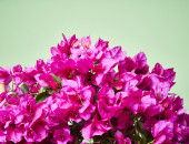 Gartencenter Kremer. Die Naturtalente | Drillingsblume