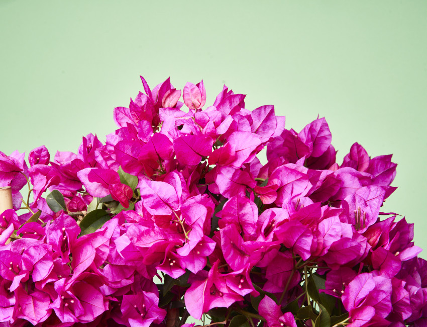 Gartencenter Kremer. Die Naturtalente | Drillingsblume