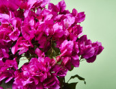 Gartencenter Kremer. Die Naturtalente | Drillingsblume