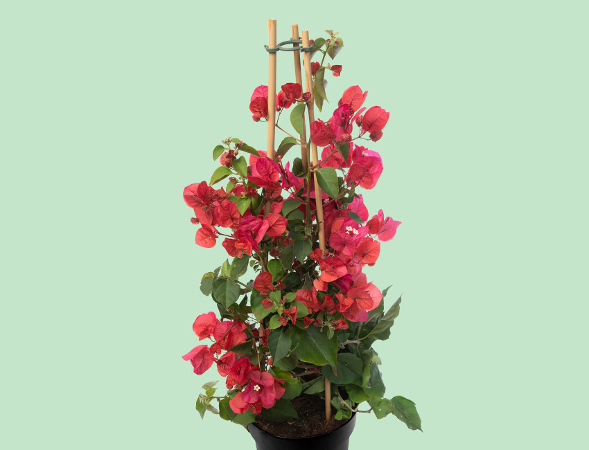 Gartencenter Kremer. Die Naturtalente | Drillingsblume Pyramide