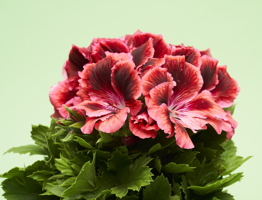 Gartencenter Kremer. Die Naturtalente | Edelgeranie