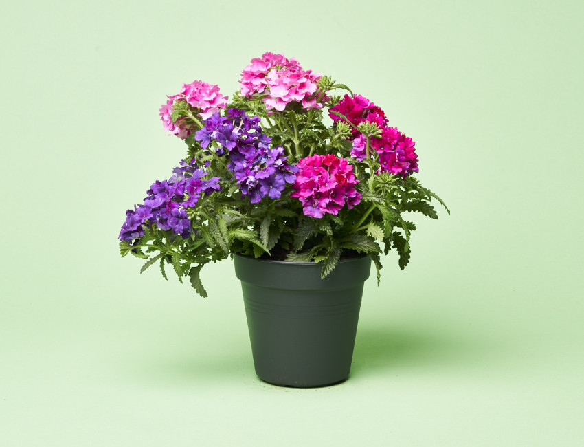 Gartencenter Kremer. Die Naturtalente | Eisenkraut-Trio