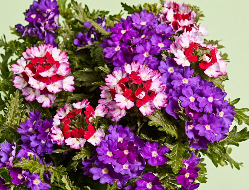 Gartencenter Kremer. Die Naturtalente | Eisenkraut-Trio