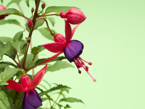 Gartencenter Kremer. Die Naturtalente | Fuchsie
