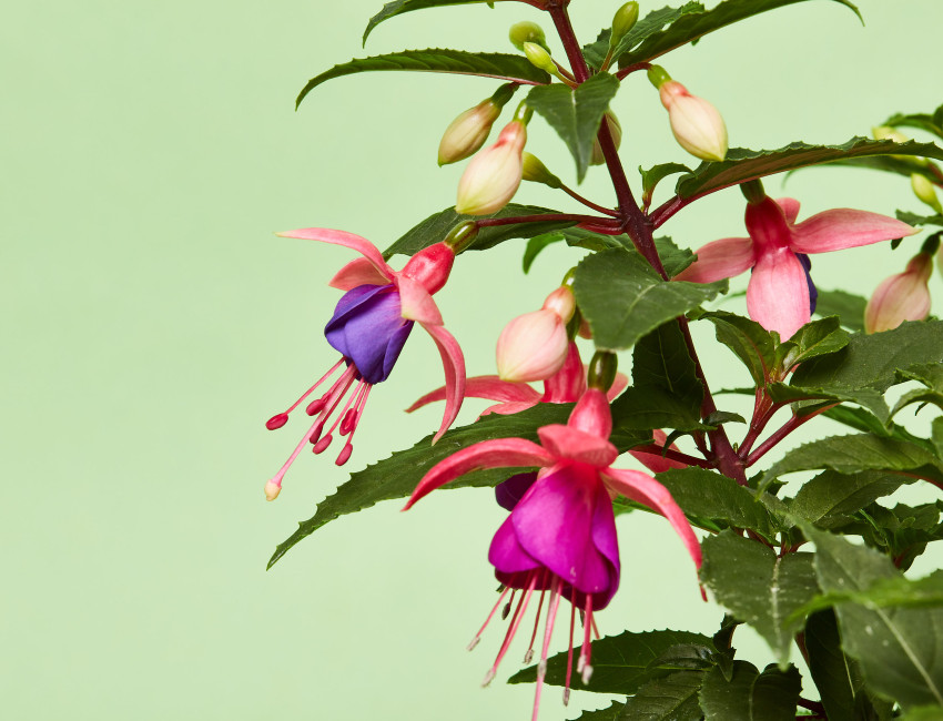Gartencenter Kremer. Die Naturtalente | Fuchsie stehend