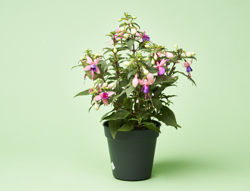 Gartencenter Kremer. Die Naturtalente | Fuchsie stehend