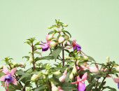 Gartencenter Kremer. Die Naturtalente | Fuchsie stehend