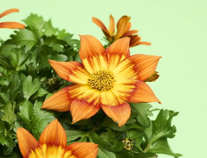 Gartencenter Kremer. Die Naturtalente | Goldmarie