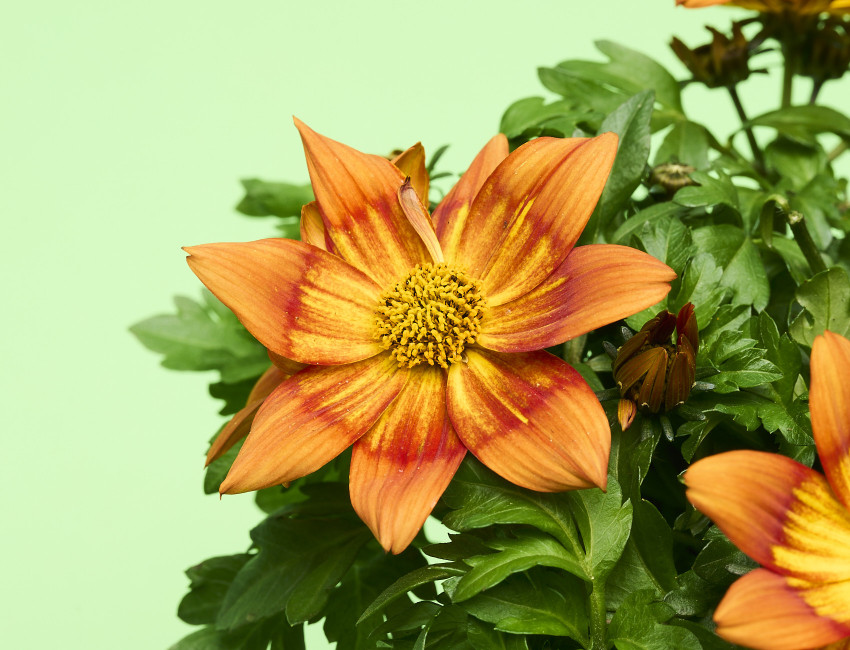 Gartencenter Kremer. Die Naturtalente | Goldmarie