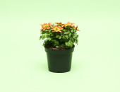 Gartencenter Kremer. Die Naturtalente | Goldmarie