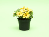 Gartencenter Kremer. Die Naturtalente | Goldmarie