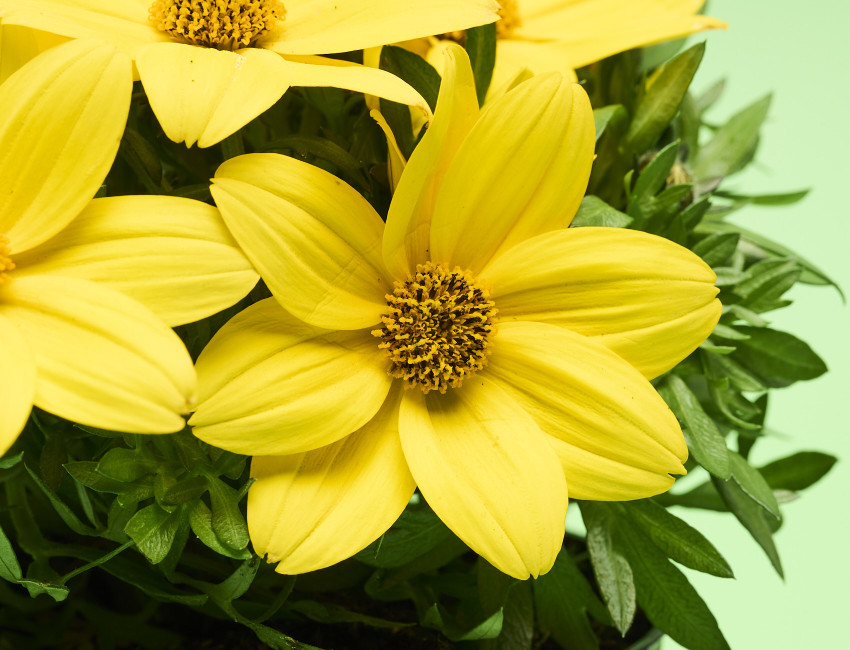 Gartencenter Kremer. Die Naturtalente | Goldmarie