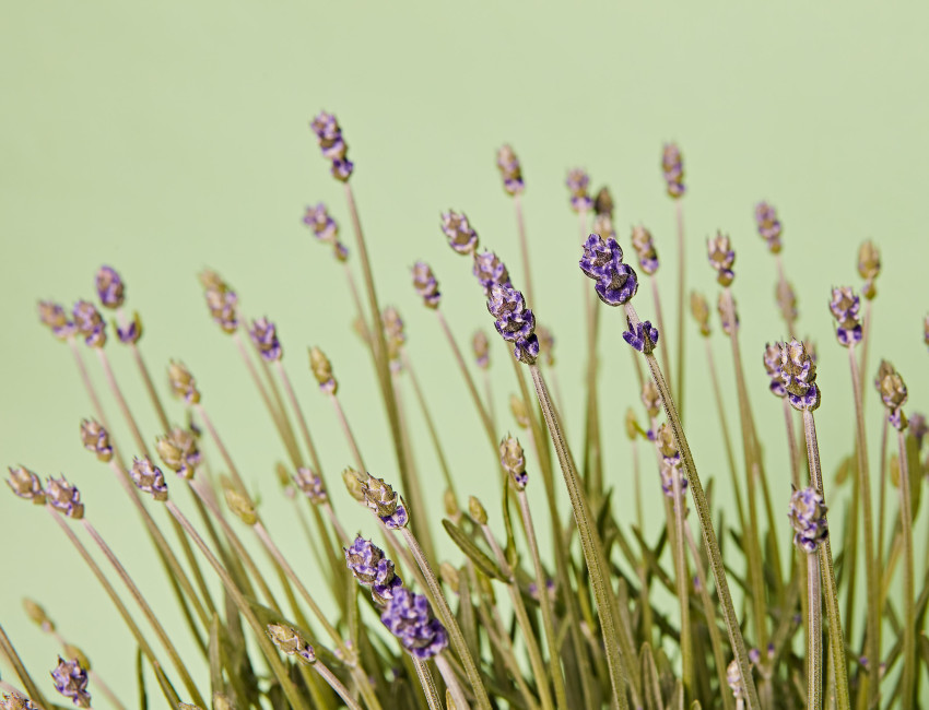 Gartencenter Kremer. Die Naturtalente | Lavendel