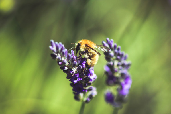 Gartencenter Kremer. Die Naturtalente | Lavendel