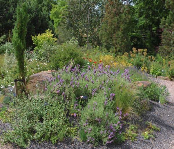 Gartencenter Kremer. Die Naturtalente | Lavendel