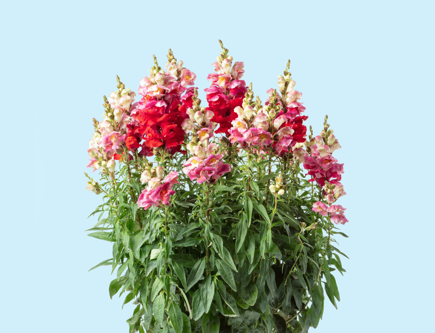 Gartencenter Kremer. Die Naturtalente | Löwenmäulchen