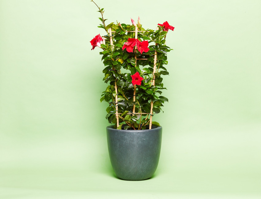 Gartencenter Kremer. Die Naturtalente | Mandevilla-Spalier