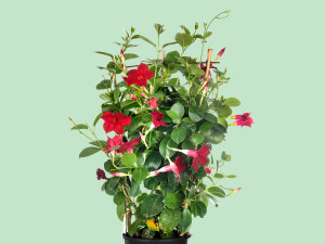 Gartencenter Kremer. Die Naturtalente | Mandevilla-Spalier