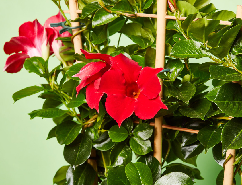 Gartencenter Kremer. Die Naturtalente | Mandevilla-Spalier