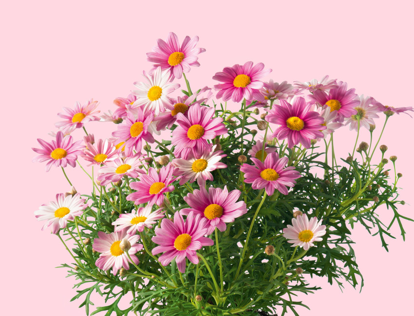 Gartencenter Kremer. Die Naturtalente | Margerite