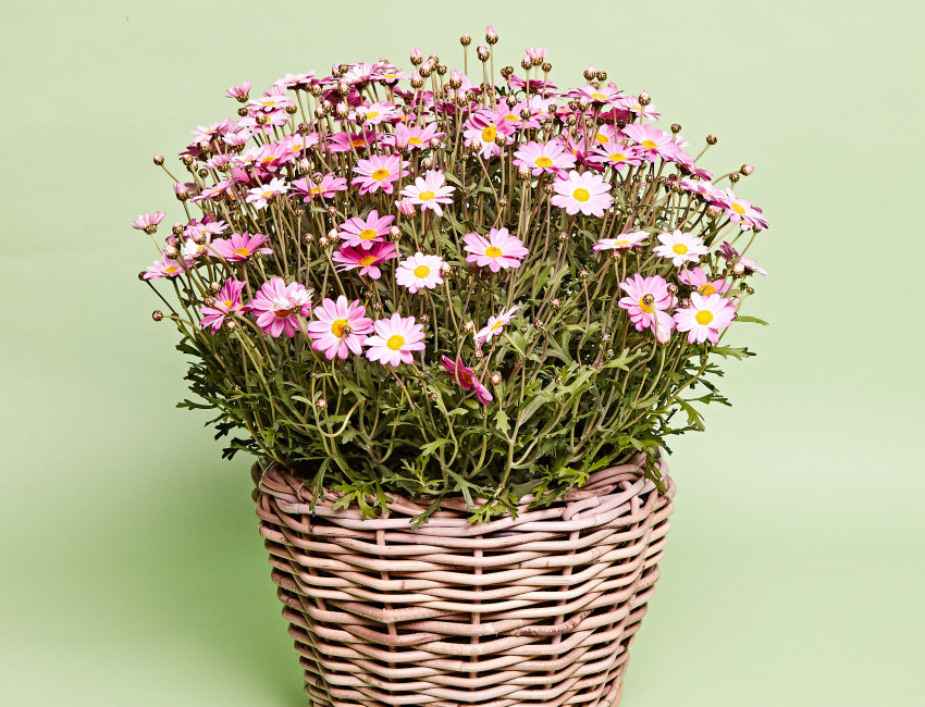 Gartencenter Kremer. Die Naturtalente | Margeriten-Busch bunt