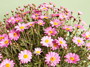 Gartencenter Kremer. Die Naturtalente | Margeriten-Busch bunt