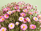 Gartencenter Kremer. Die Naturtalente | Margeriten-Busch bunt