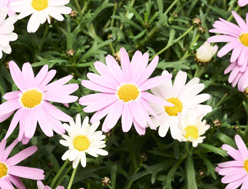 Gartencenter Kremer. Die Naturtalente | Margeritenbusch