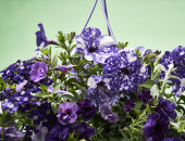 Gartencenter Kremer. Die Naturtalente | Mix-Ampel