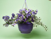Gartencenter Kremer. Die Naturtalente | Mix-Ampel