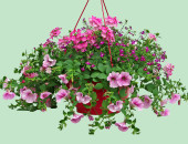 Gartencenter Kremer. Die Naturtalente | Mix-Ampel