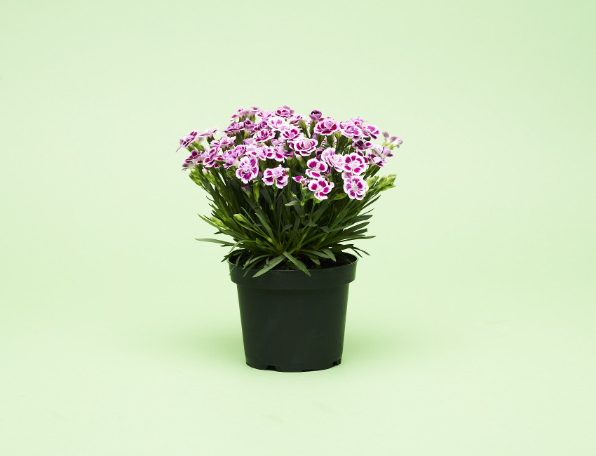 Gartencenter Kremer. Die Naturtalente | Nelke Pink Kisses®