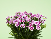 Gartencenter Kremer. Die Naturtalente | Nelke Pink Kisses®