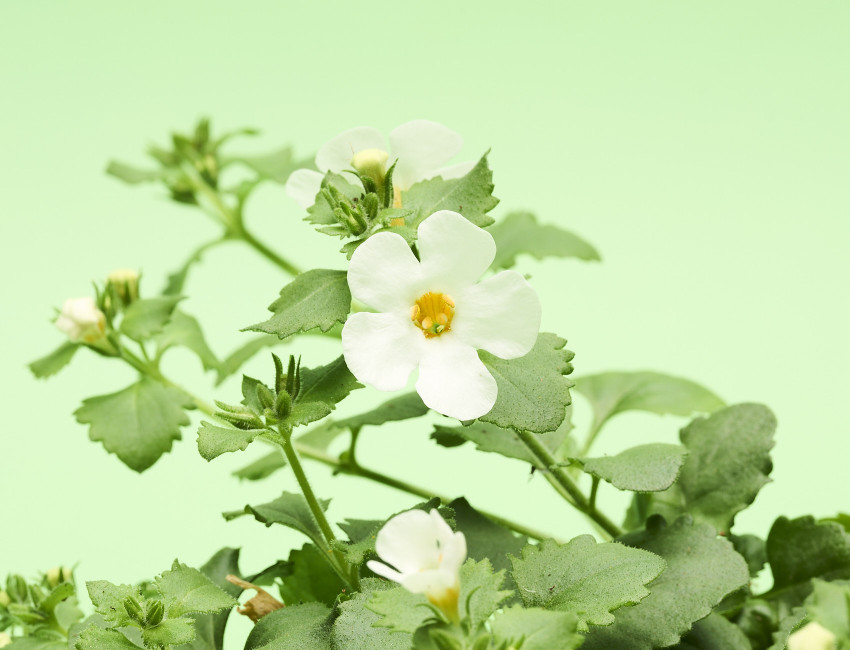 Gartencenter Kremer. Die Naturtalente | Schneeflockenblume