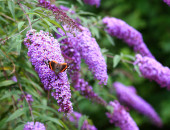 Gartencenter Kremer. Die Naturtalente | Sommerflieder