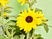 Gartencenter Kremer. Die Naturtalente | Sonnenblume