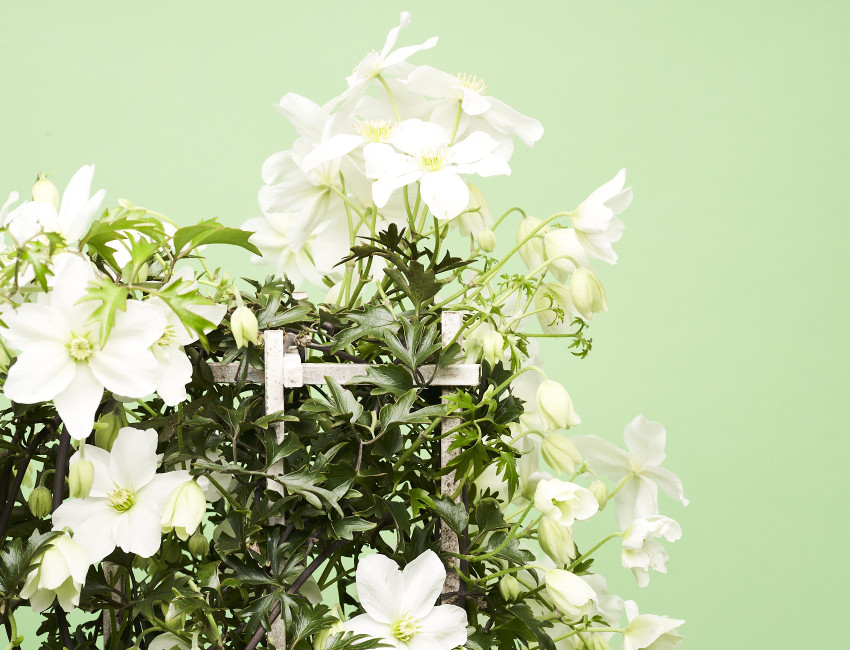 Gartencenter Kremer. Die Naturtalente | Waldrebe