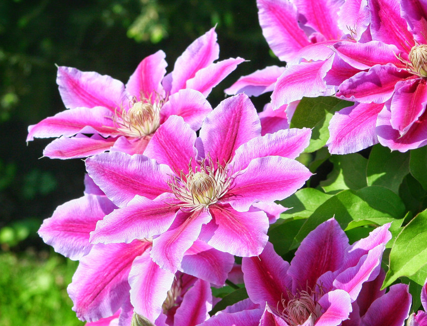 Gartencenter Kremer. Die Naturtalente | Waldrebe